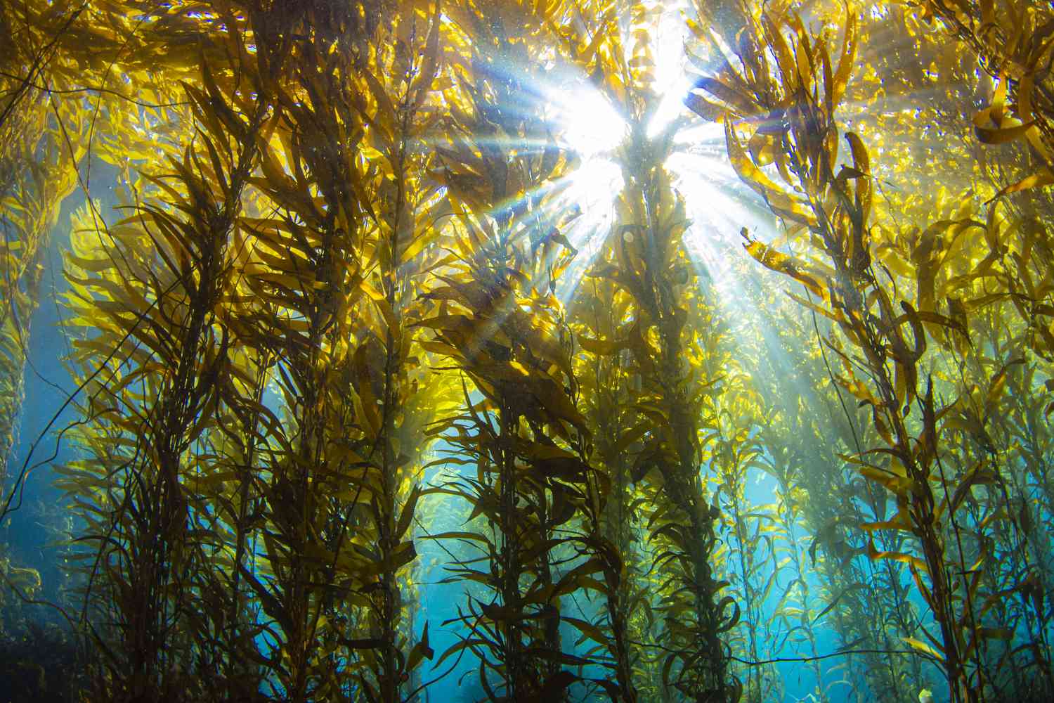 Kelp Forest Image