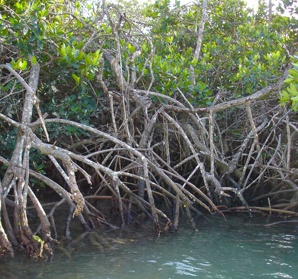 Mangrove Forests Image
